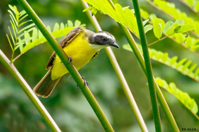 BENTEVIZINHO DE PENACHO VERMELHO (Myiozetetes similis)